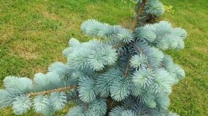 Picea pungens hoto