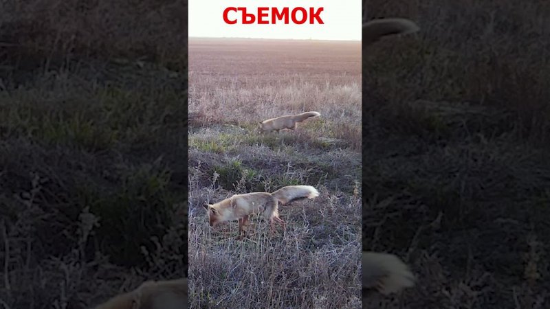 Норы - звериное общежитие