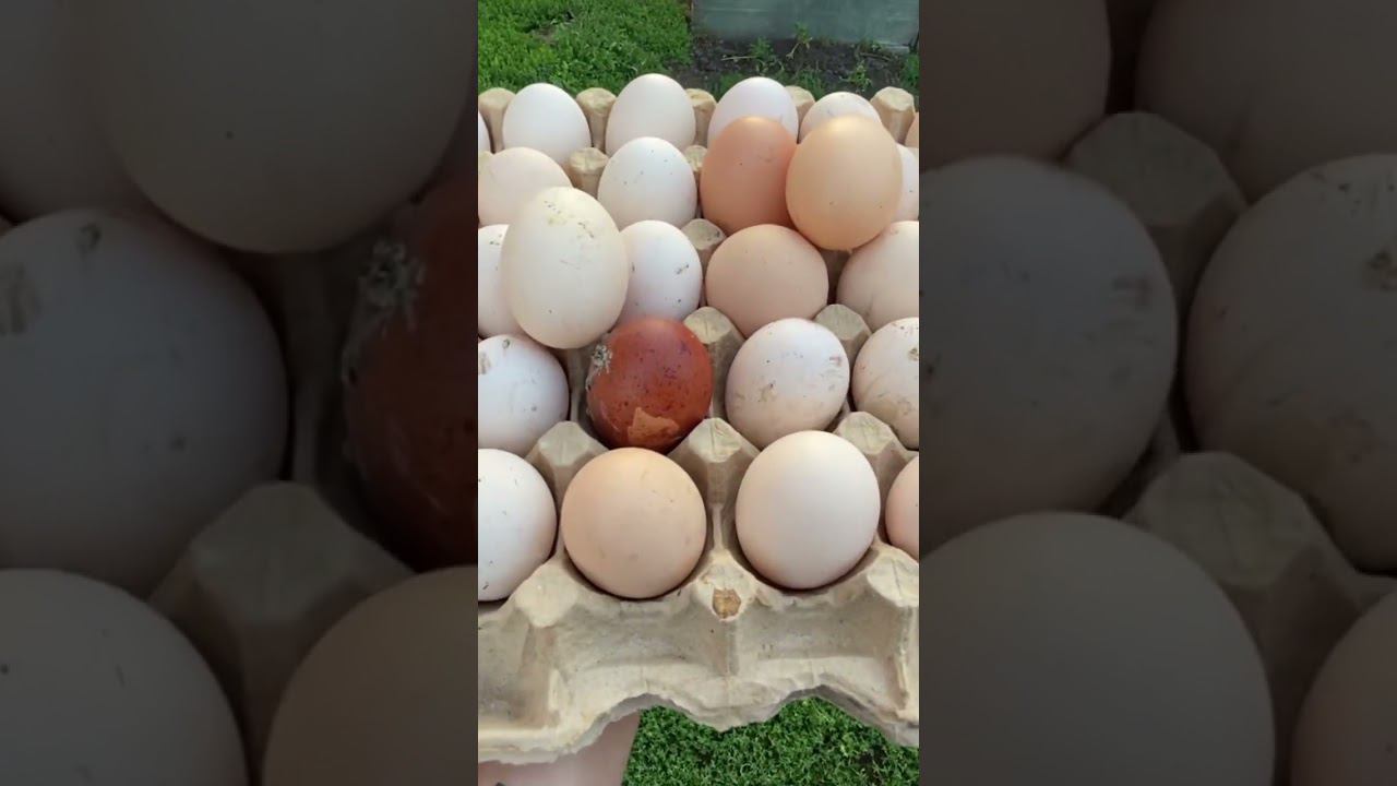 Эх вспомним Лето ☀️ а вы умеете корову доить ? Я с 1 класса умею смотреть онлайн