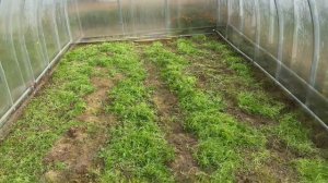 #огород#теплица#фацелия  Как подготовить теплицу к следующему сезону