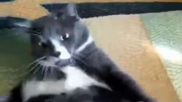 Жирный кот злится!!! смотреть онлайн