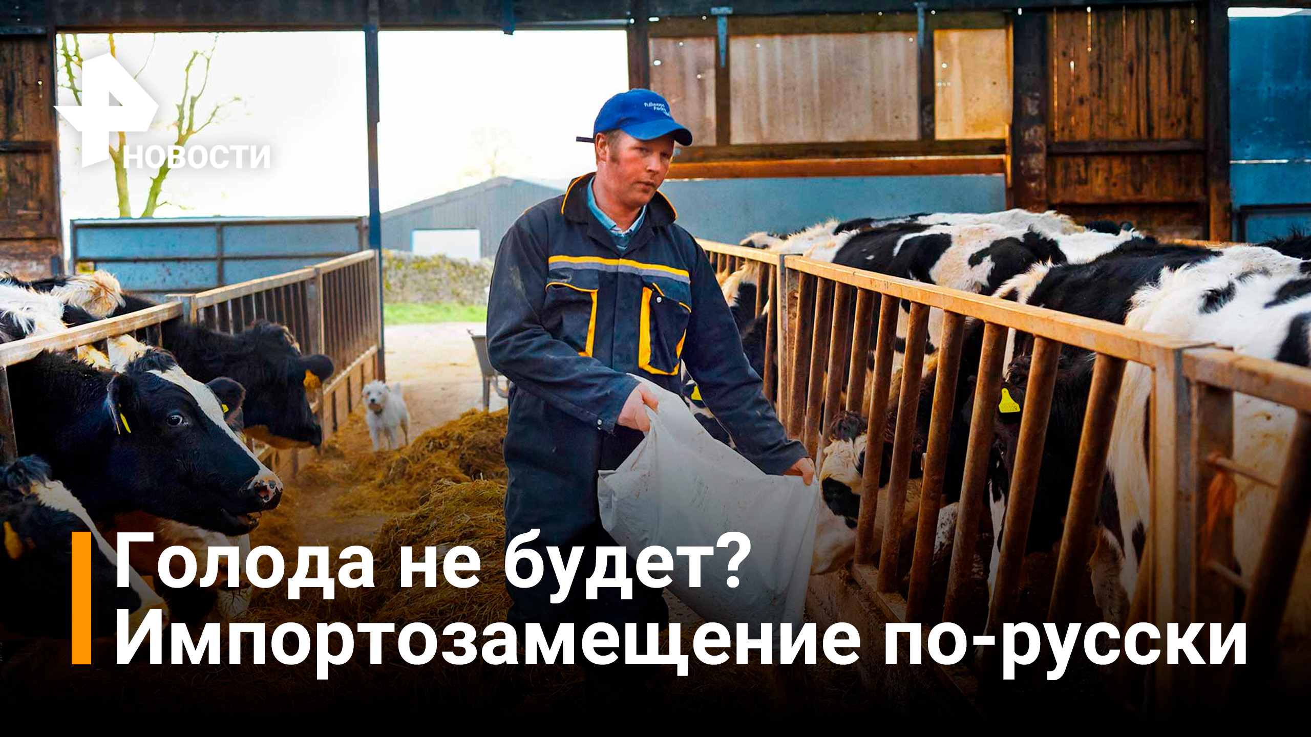 Успехи российских фермеров в импортозамещении мяса и других продуктов / РЕН Новости
