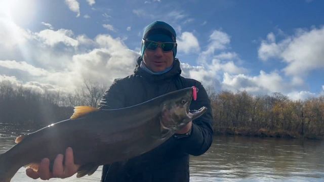 Кижуч-монстры этой осени. #камчатка #рыбалканакамчатке#кижуч#Fishermanka#Miari