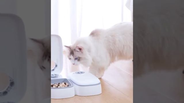 Автоматическая кормушка для ваших питомцев! смотреть онлайн