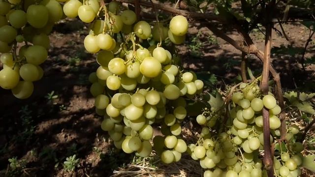 Обзор ультраранних сортов винограда 2021 .