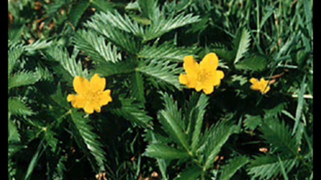 Moby & Mylene Farmer - Crier La Vie (Slipping Away) (Akula House Mix) смотреть онлайн