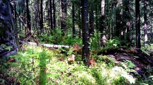 Построили ДОМ ПОД ЗЕМЛЕЙ своими РУКАМИ в ЛЕСУ — МЕДВЕДЬ, КРОВАТЬ и ЗАЩИТА — Строительство Землянки