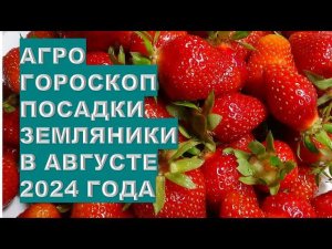 Агрогороскоп посадки земляники в августе 2024 Agrohoroscope for planting strawberries in August 2024