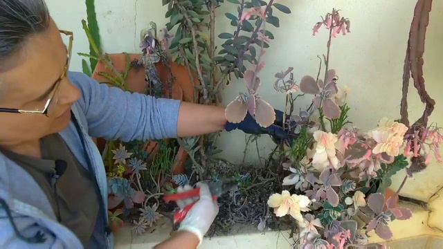 poda RADICAL de KALANCHOE fedtschenkoi variegata...🌵🌷🇵🇹 смотреть онлайн