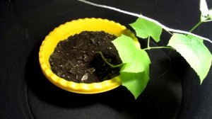 Рост огурца. От семечка до взрослого растения // Growing cucumber