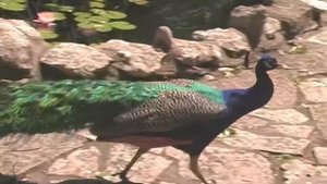 Mayfield Park and Preserve (60fps MiniDV, Panasonic AG-DVC30)