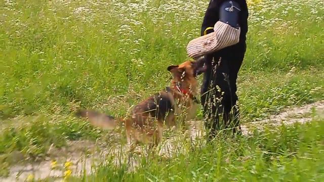 Зоненвельт Чайра(2) смотреть онлайн