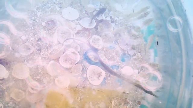 Маленькие Бычки и рыба Игла 🎏 смотреть онлайн