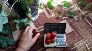 Земляника на балконе. Клубника