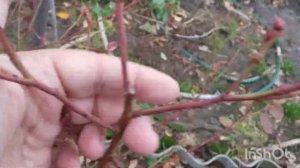 Голубика Каз Плишка и иже с нею