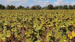 Шок!Подсолнечник по стерне после уборки ячменя 2021.