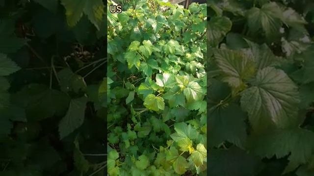 Чёрная смородина в мае