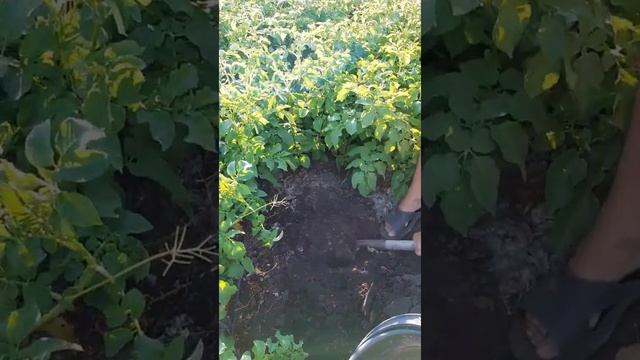 Картофель Ривьера