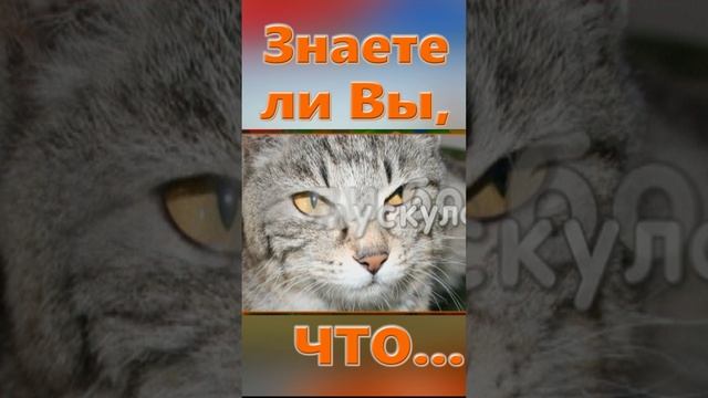 Знаете ли вы Что? Кошачьи уши