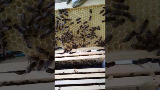 Сериал майский мёд в Сибири. Вторая серия. Пока только ива. Карника УрФО. смотреть онлайн