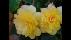 Proven Winners Begonia SummerWings & Belleconia