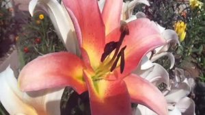 зельмира лилия от-гибрид