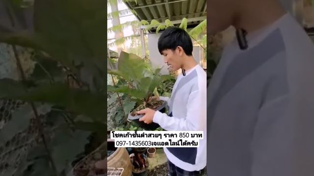 โชคเก้าชั้นดำสวยๆ ราคา850 บาท #ต้นไม้มงคล #ไม้มงคล #ราคาต้นไม้ล่าสุด #โชคเก้าชั้นด่าง смотреть онлайн