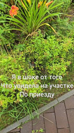 Это просто ужас! Испанские слизни, их стало много