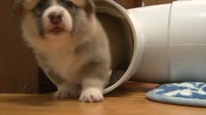 Corgi Puppies playing (4 weeks)