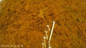 Высокинское. Подводная охота. Ленинградская обл. Щучки и раки.