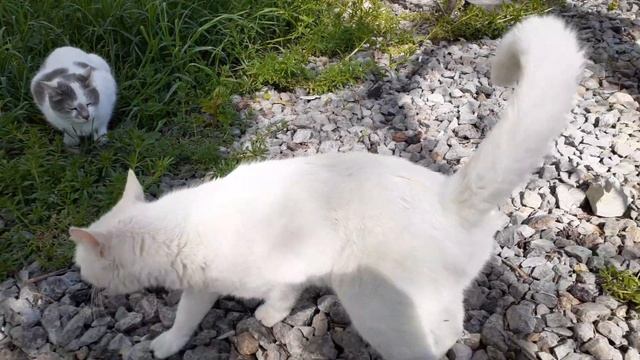 Белая кошка! Красивая зеленоглазая кошка гуляет на зеленой травке! смотреть онлайн