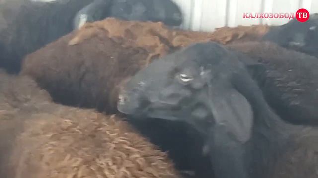 ПАЙШАНБЕ БОЗОР Н.ЧАЛОЛИДДИНИ.БАЛХИ (КАЛХОЗОБОД)#калхозобод#молбозор