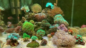Вопросы по скиммеру и мысли по увеличению объёма морского аквариума.