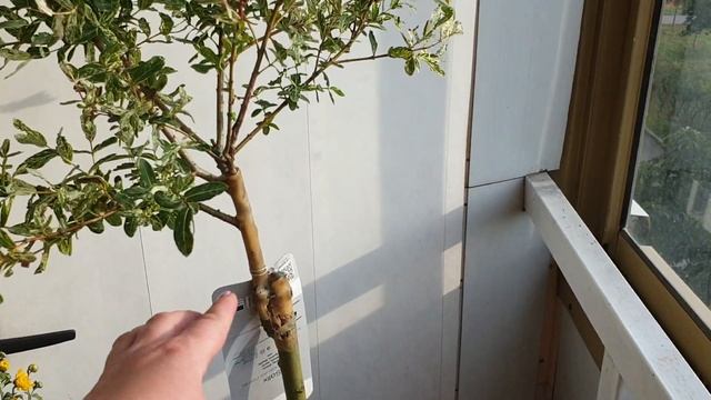 Хризантемы в ОБИ по 139руб#Ива Хакуро Нишики#Ель Оморика на штамбе смотреть онлайн