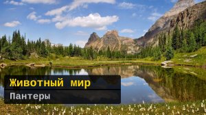 Животный мир. Пантеры