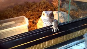 Капский варан ест голышей