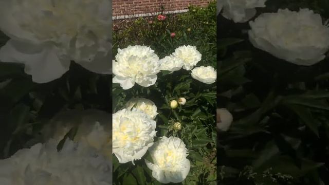 Пион Дюшес де Немур (Paeonia Duchesse de Nemours)