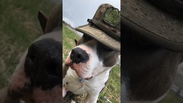 С Днём Победы 🇷🇺 стаффик Майк.Амстафф, собака друг, стаффорд смотреть онлайн