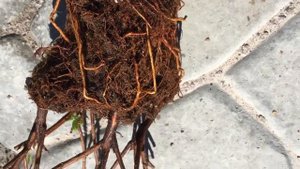 Моя золушка-азалия. Пересадка азалии с заменой грунта. Эксперимент.