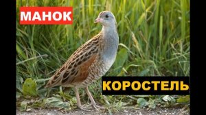 ?ГОЛОС (МАНОК) КОРОСТЕЛЬ