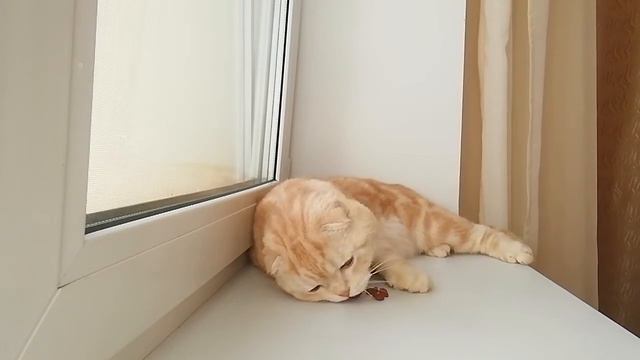 Весёлый персиковый кот, часть 2 смотреть онлайн