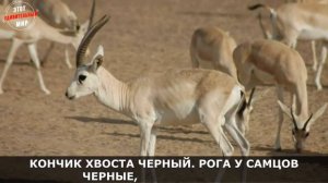 Джейран: невероятно красивая и грациозная Газель. Интересные факты о Джейране