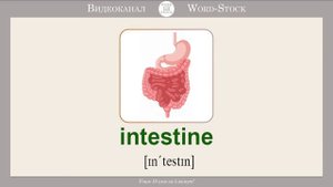 Внутренние органы на английском. Учим название органов на английском языке