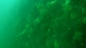 Фрегат "Паллада" в бухте Постовая