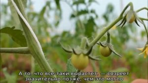 Какую температуру выдерживает рассада томатов