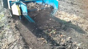 копаем картошку на мтз