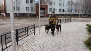 Как переходить дорогу с собакой