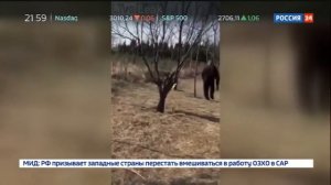 Стая кошек напала на старика и его собаку