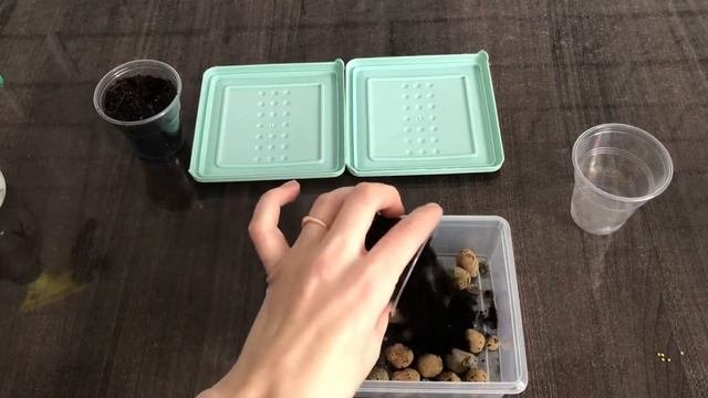 Микро Мята миниминт. Посадка семян.