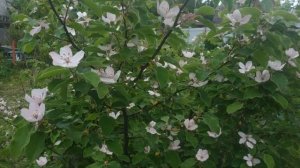 Айва обыкновенная